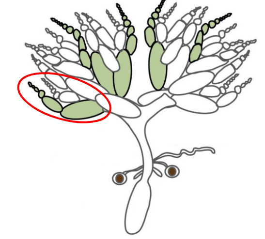 <p>The units that make up the ovaries</p>