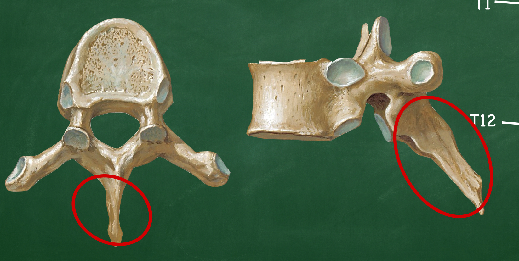 <p>Which vertebral process projects posteriorly?</p>