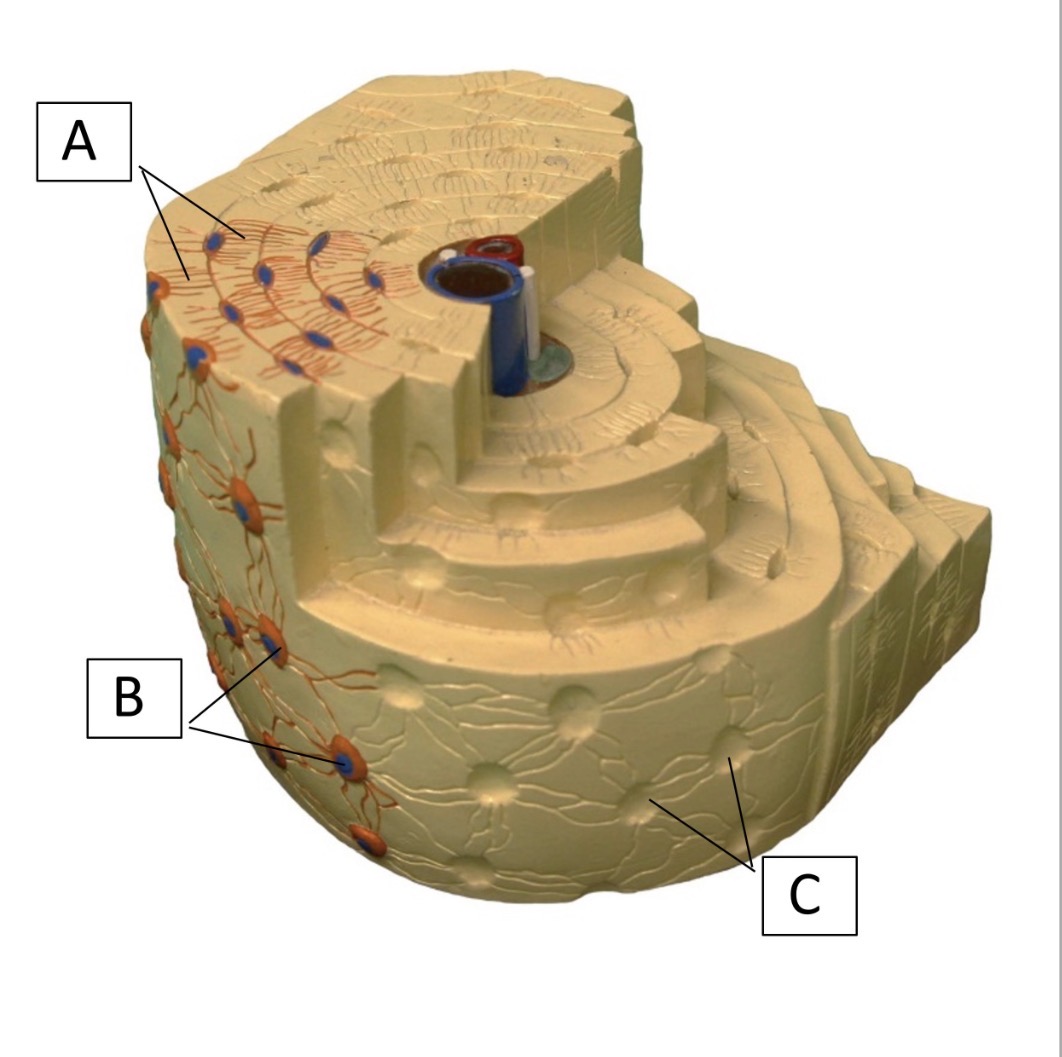 <p>name structure C</p>