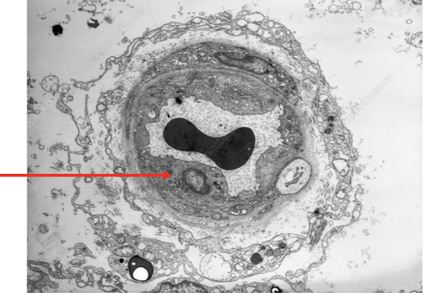 <p>identify the body fluid space outside </p>