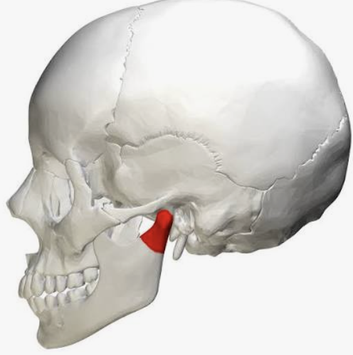 <p>What bone is this?</p>