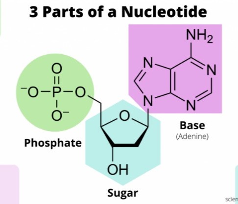 <p><span style="line-height: 107%;">A nucleotide is composed of a<strong> phosphate, sugar, and base</strong></span></p>