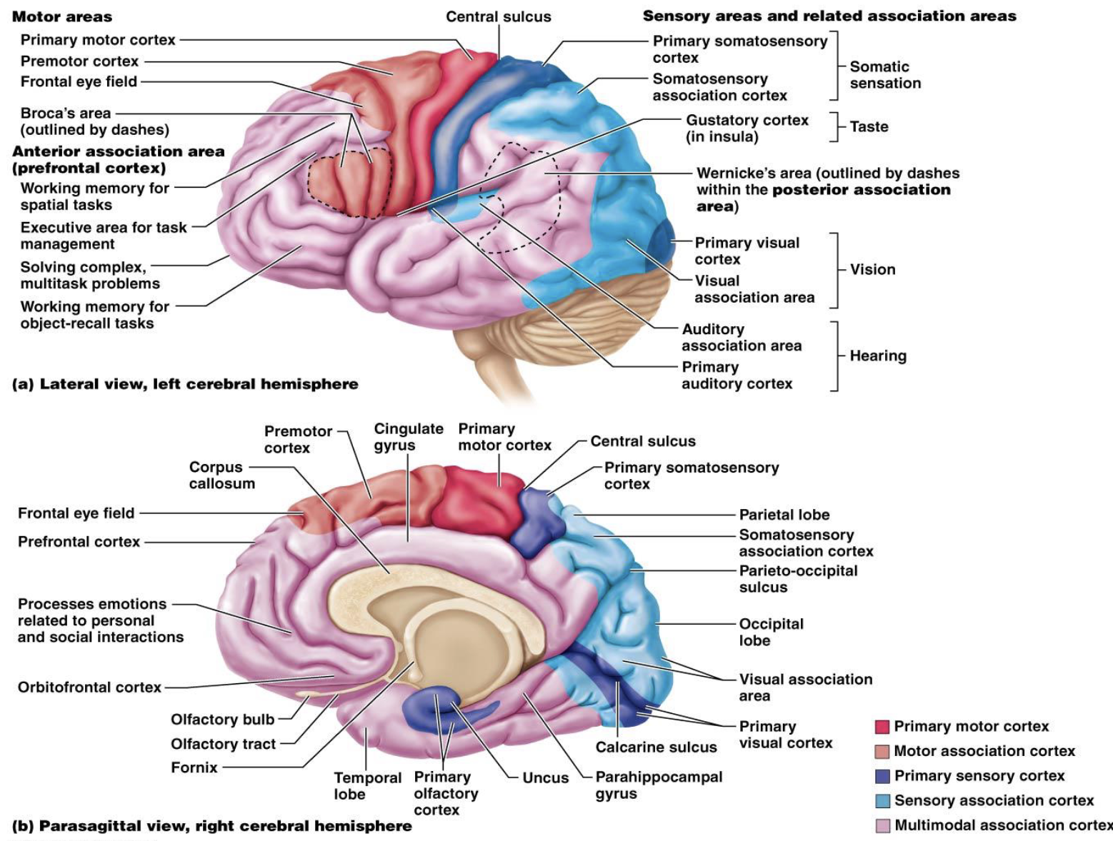 <p><strong>Broca’s Area</strong></p><ul><li><p>In which hemisphere is Broca’s area usually found?</p><ul><li><p>What is the function of Broca’s area?</p></li></ul></li><li><p>What is another name for Broca’s area?</p><ul><li><p>When is Broca’s area active?</p></li></ul></li></ul><p></p>
