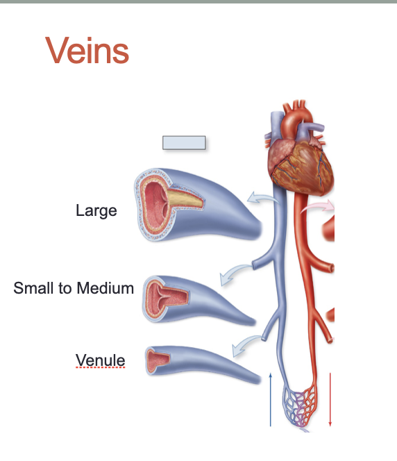 <ol><li><p>Large</p></li><li><p>Small → Medium</p></li><li><p>Venule</p></li></ol><p></p>