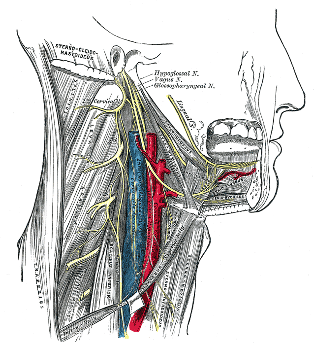 <p>Tongue movement is associated with what nerve?</p>