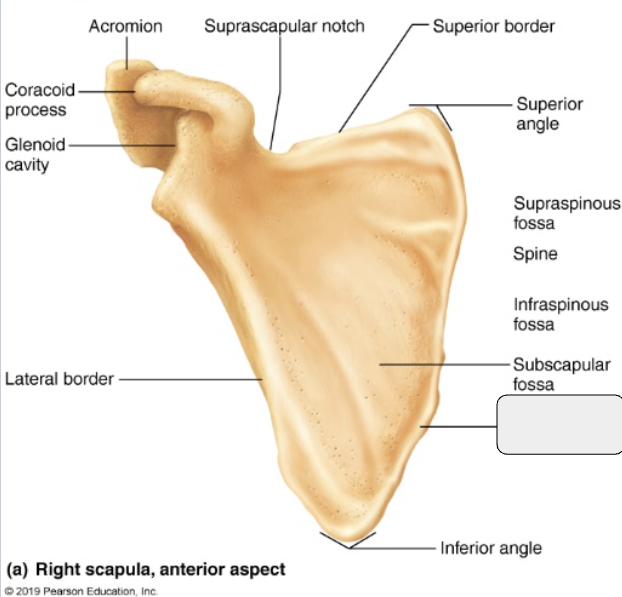 <p>What marking?</p>