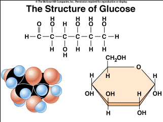 <p>monomers: carbon backbones with multiple OH groups and one double-bonded O group. Can spontaneously form a ring (-O-)</p>