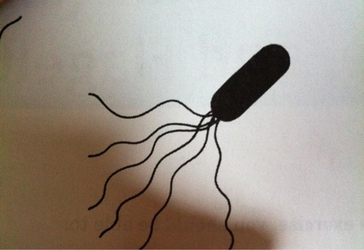 <p>appendage used for motility in bacteria</p>