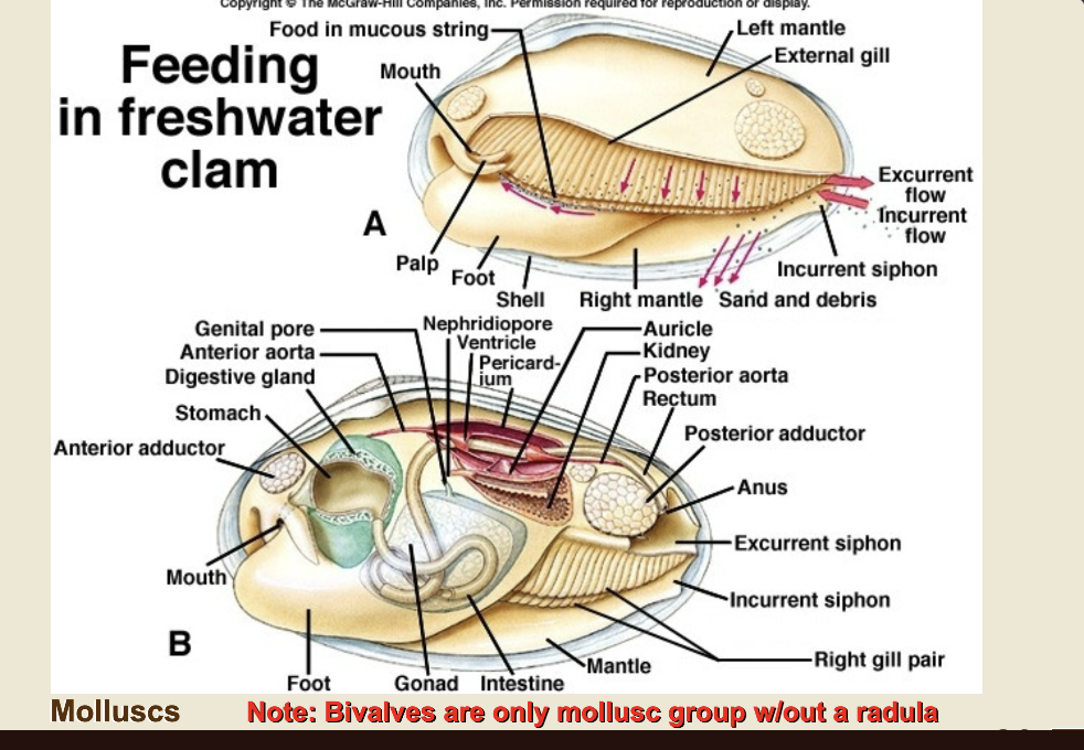 <p>mucus and palps put into mouth </p>