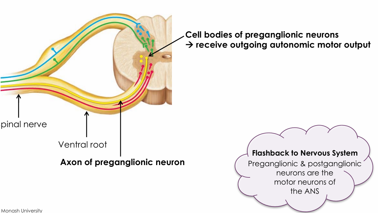 <ul><li><p>In the lateral gray horns (thoracic and upper lumbar segments)</p></li></ul><p></p>