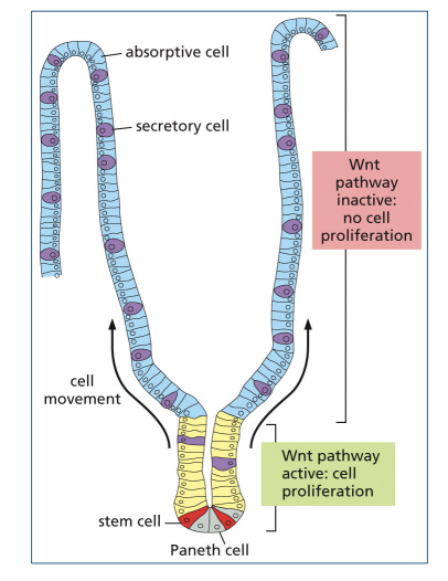 <p>Wnt signaling</p>