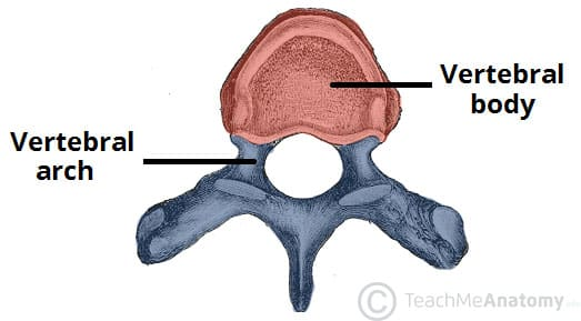 <p>What General Structure of Vertebrae? </p>