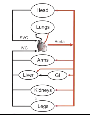 <p>The circulation of most major organ systems would be classified as in-parallel. Which of the following is the major exception?</p>