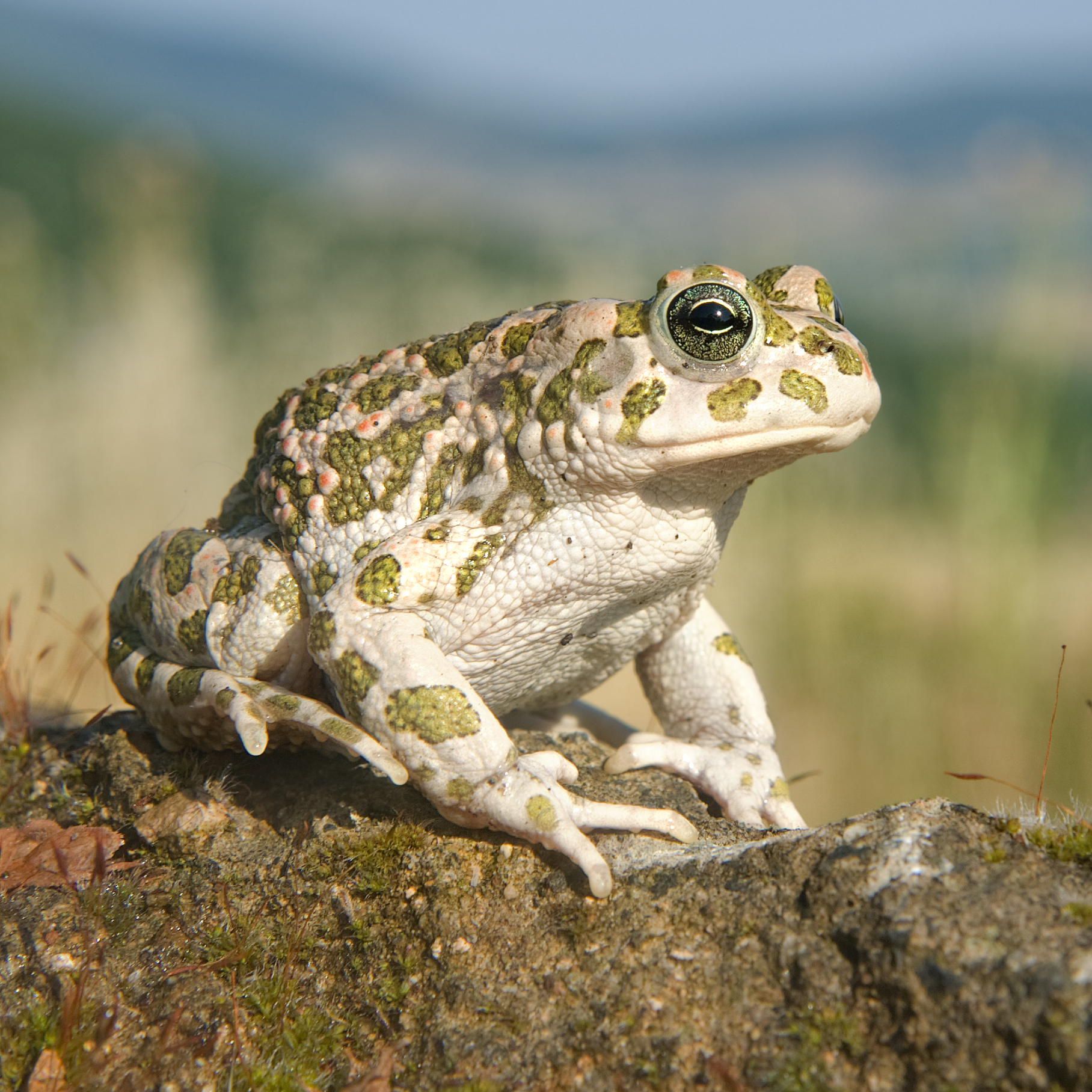 <p>světlá se zelenými skvrnami</p>