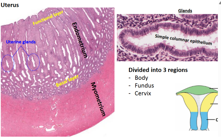 <p>VERY MUSCULAR</p><p>Endometrium and Myometrium</p><p>Basal layer inbetween</p><p>Endo- dense regular CT</p><p>Myo- muscle</p><p>Uterine glands (simple columnar epithelium)- secretes hormones for child if present +</p><p></p><p>Top layer; functional layer</p>