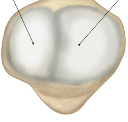 <p>Label the main landmarks of the patella</p><img src="https://assets.knowt.com/user-attachments/e0bd5d3d-5622-4fc9-9ae7-ad9e74452070.png" data-width="100%" data-align="center"><p></p>