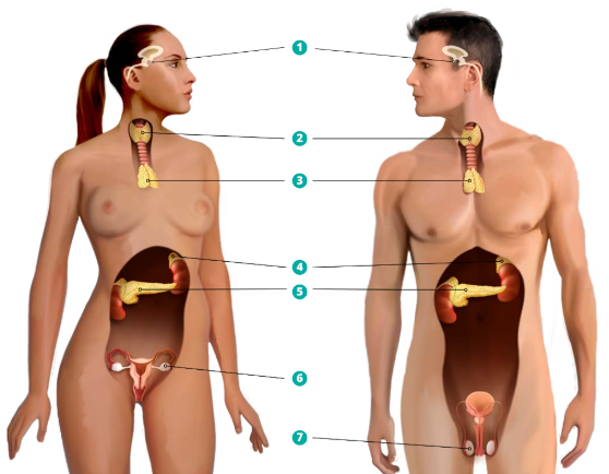 <p>Endocriene klieren</p>