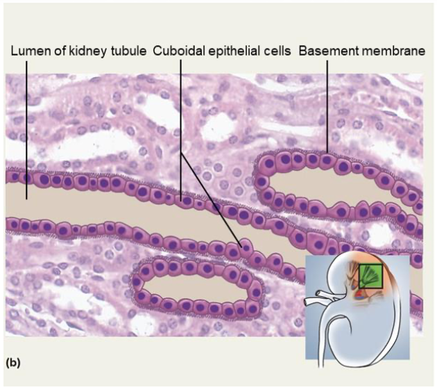 <p>• Single layer of square cells</p><p class="p1">• Form ducts (tubes) and glands</p><p class="p1">• Location: tubules of kidney, salivary glands</p>
