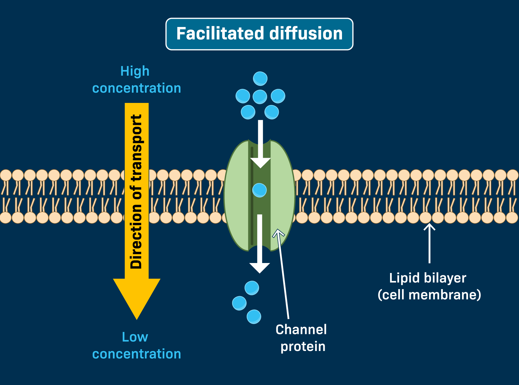 <ul><li><p>polar, charged, or big particles cannot diffuse directly thru membrane</p></li><li><p>they rely on <strong>transport proteins</strong> to enter/exit</p></li><li><p>still moving down the gradient (no energy needed)</p></li></ul><p></p>