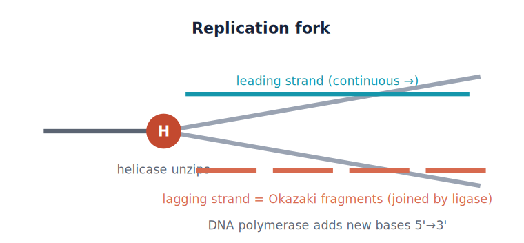 <p>DNA replication</p>