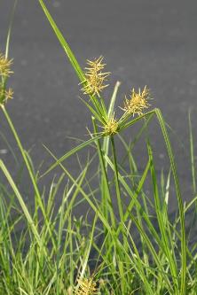 <p>Cyperus esculentus</p>