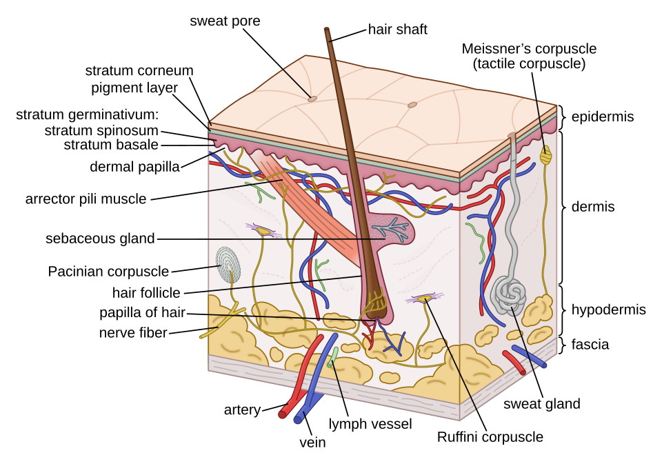 <p>What organ system is this, what is it’s key organs, and what is it’s function?</p>