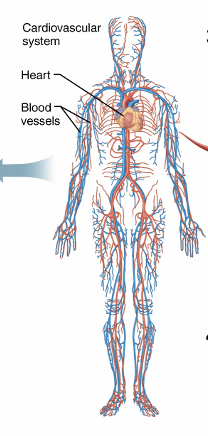 <p>Organ systems consist of different organs that work together closely </p>