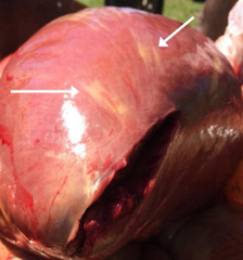 <p>What is this?</p>