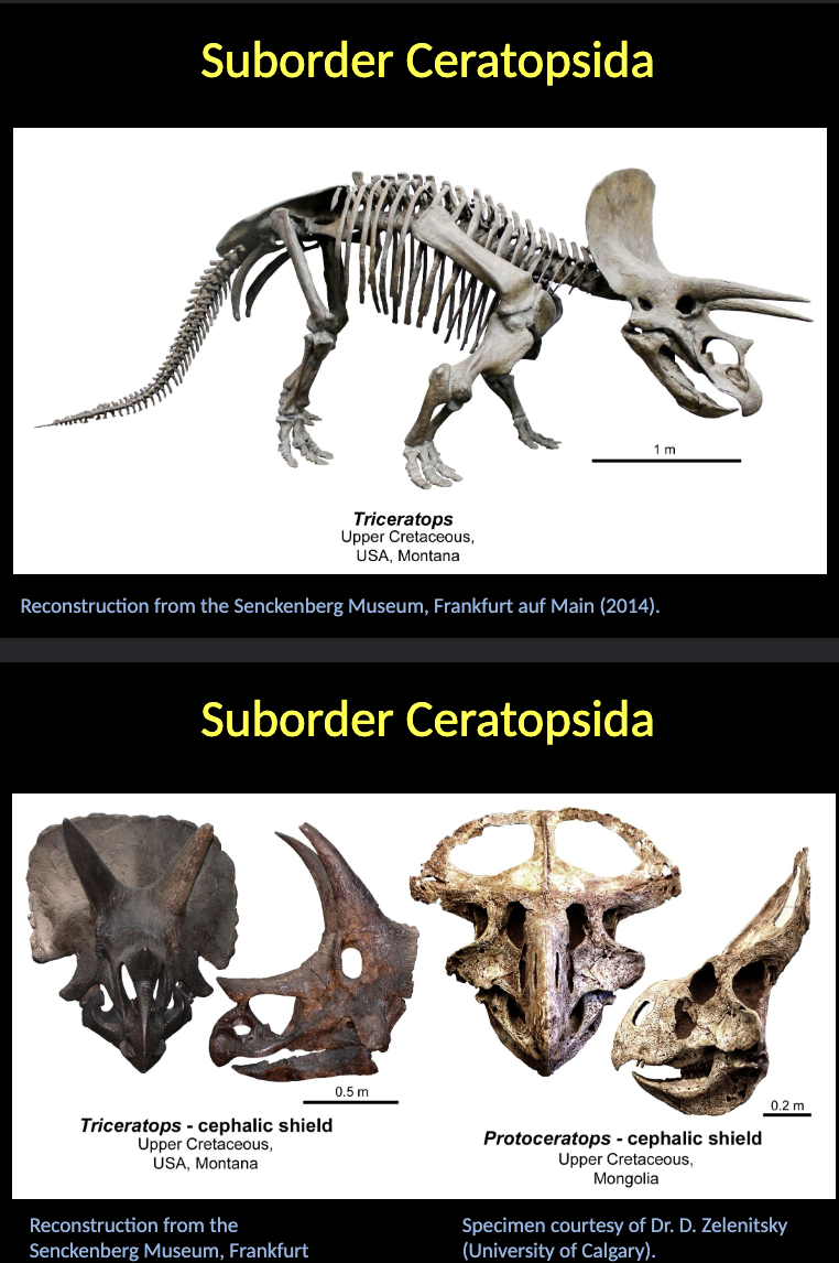 <p><span style="color: rgb(255, 249, 249);">Suborder Ceratopsida</span></p><ul><li><p><span style="color: rgb(255, 249, 249);">QUADRUPEDAL dinosaurs that present a gradual development of a CEPHALIC shield with HORNS used for defense.</span></p></li><li><p><span style="color: rgb(255, 249, 249);">The earlier representatives lack HORNS.</span></p></li><li><p><span style="color: rgb(255, 249, 249);">Stratigraphical range: UPPER CRETACEOUS.</span></p></li></ul><p></p>