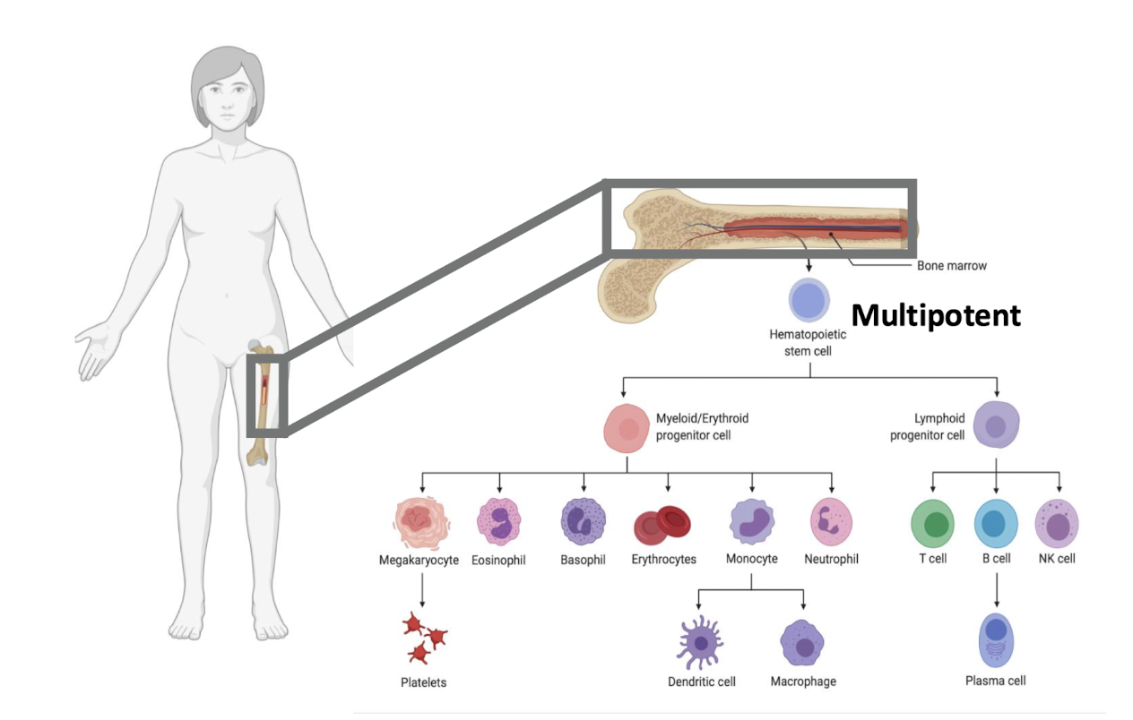 <p>through hematopoiesis in the bone marrow</p>
