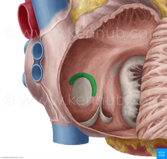 <p>Identify the structure</p>