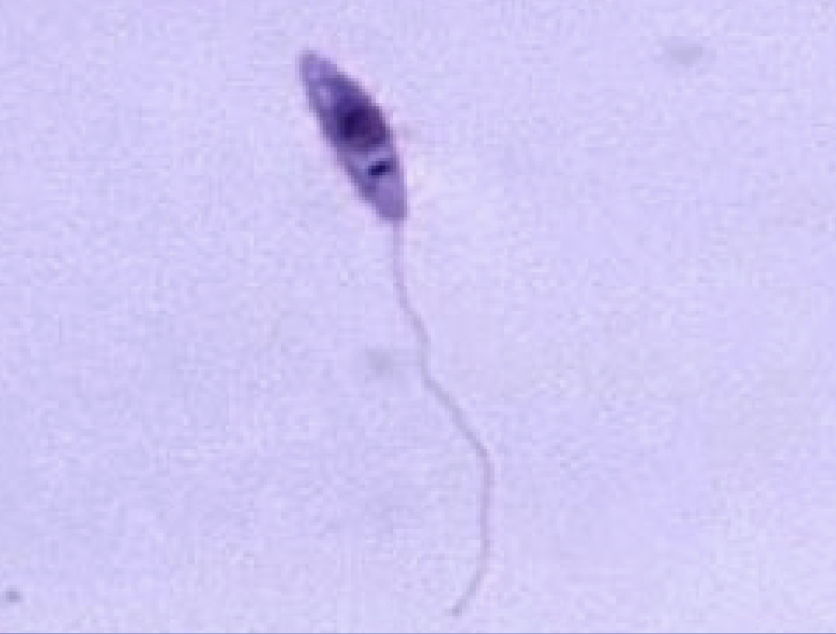 <p>Whats this protists name? (genus name)</p>