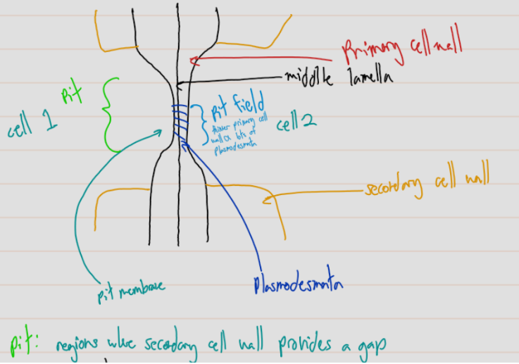 <ul><li><p>an area where two <strong>adjoining cells</strong> have a <strong>closer connection</strong></p></li></ul><ul><li><p><strong>connects neighbouring vessel elements</strong> and <strong>allows movement of materials</strong> between vessels</p></li></ul><p></p>