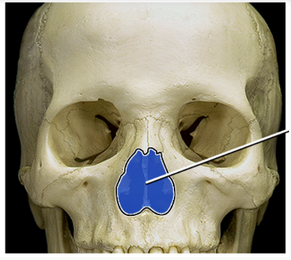 <p>What structure is indicated</p>