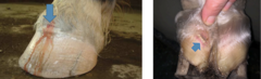 <p>Some subsolar abscesses can break out of at the coronet band or heal? How should they be drained?</p>