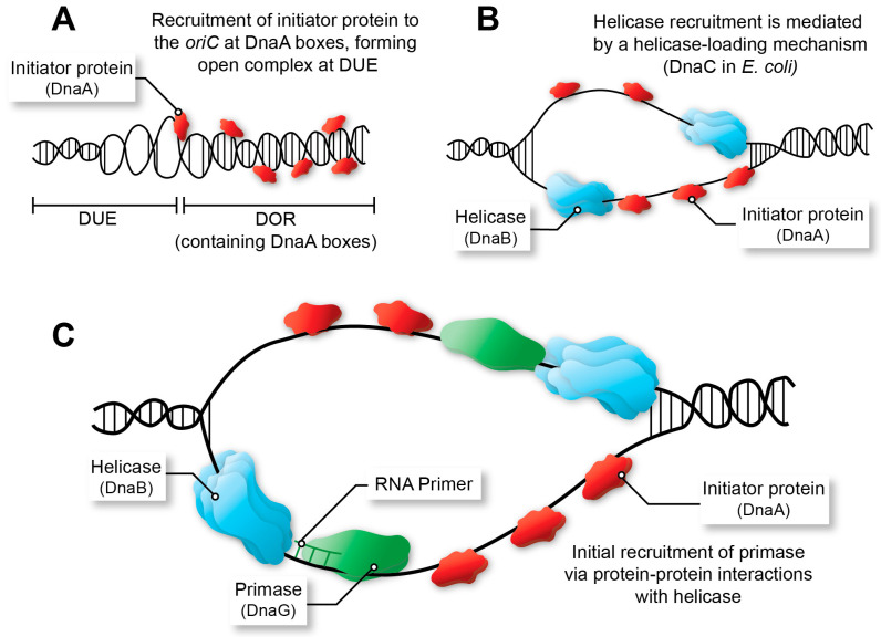 <p>Proteins that recognize and bind replication origins, helping open the DNA and recruit the proteins needed for replication.</p>