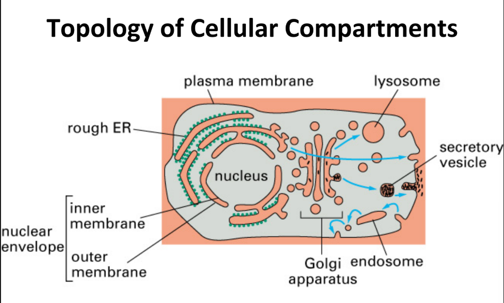 <p>Structure connectivity, neighborhood relationships, &amp; arrangement of components within cell or b/w cells in a tissue.</p>