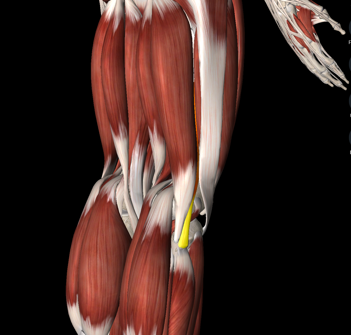 <p>What muscle is this?</p>