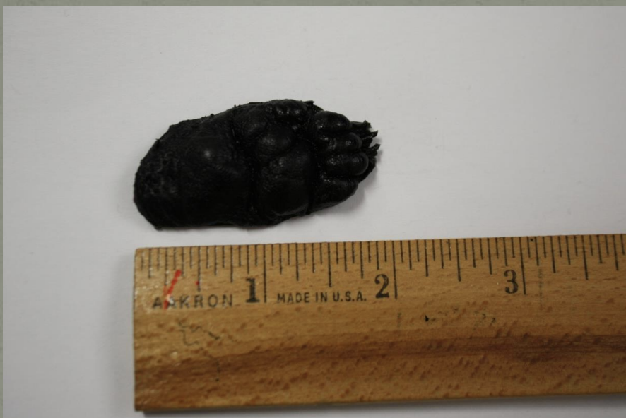 <p>Name this animal track</p>