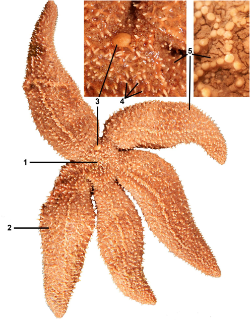 <p>taxa</p><p>label</p>