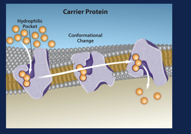 <p>What does the conformational change shown in the carrier-protein figure accomplish?</p>