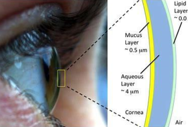 <p>lipid layer outer = meibomian</p><p>aqueous layer = lacrimal gland </p><p>mucus layer inner = goblet cells</p>