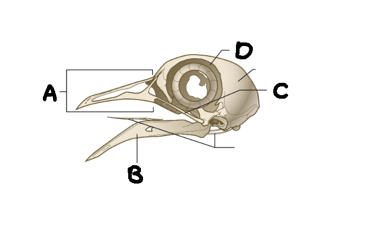 <p>B</p>