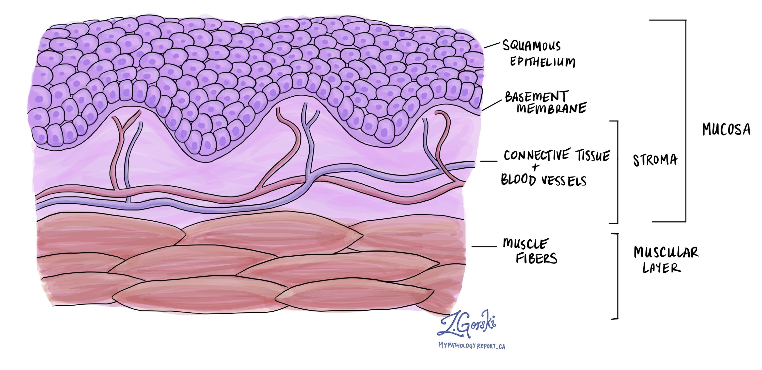 <p>epithelium</p>