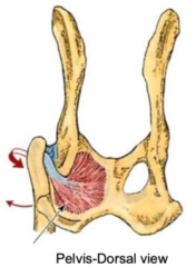 <p>origin of internal obturator</p>