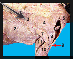 <p>muscle that works together with the acromiotrapezius to hold the scapulae together; draws the scapula caudally</p>