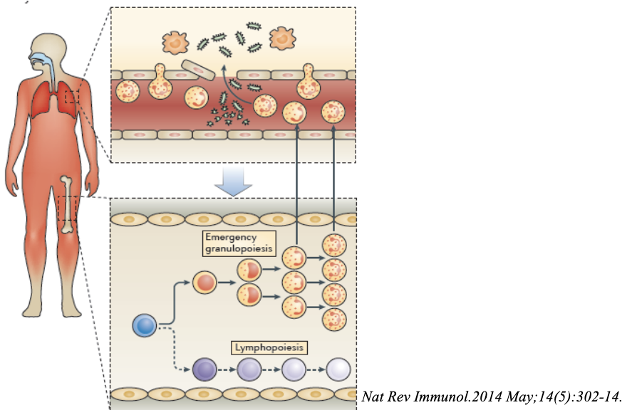 <p><span>Emergency granulopoiesis is initiated in response to</span><br><span>the increased demand</span></p><p>bone marrow called in for help</p><p>if local infection is severe and consumption of neutrophils is large, needs more cells→ bone marrow will increase neutrophils production</p><p>largely controlled by IL-17 (upregulated and feedback to bone marrow epithelial cells and pump out GCSF which induces granulopoeisis)</p>