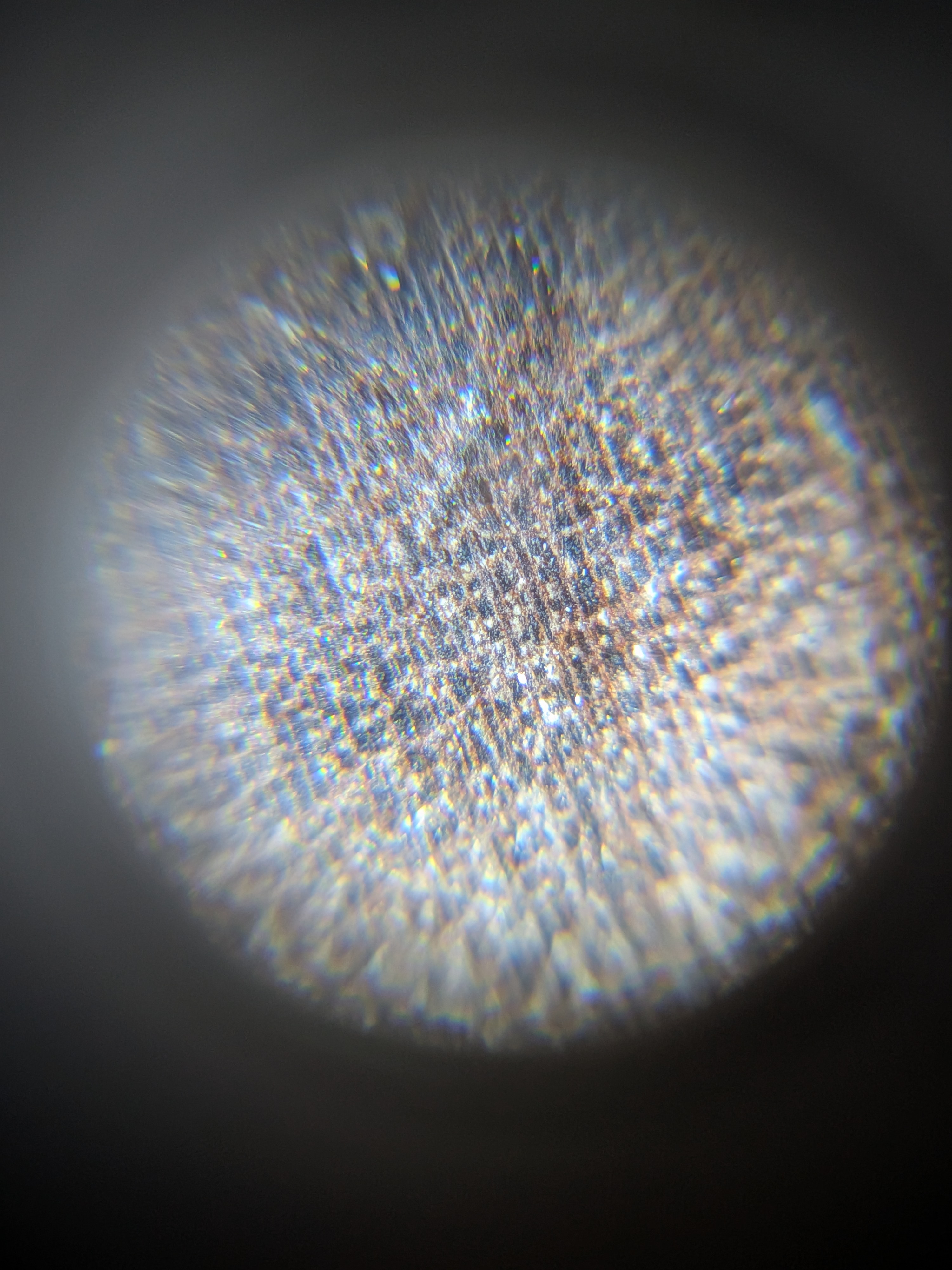 term image