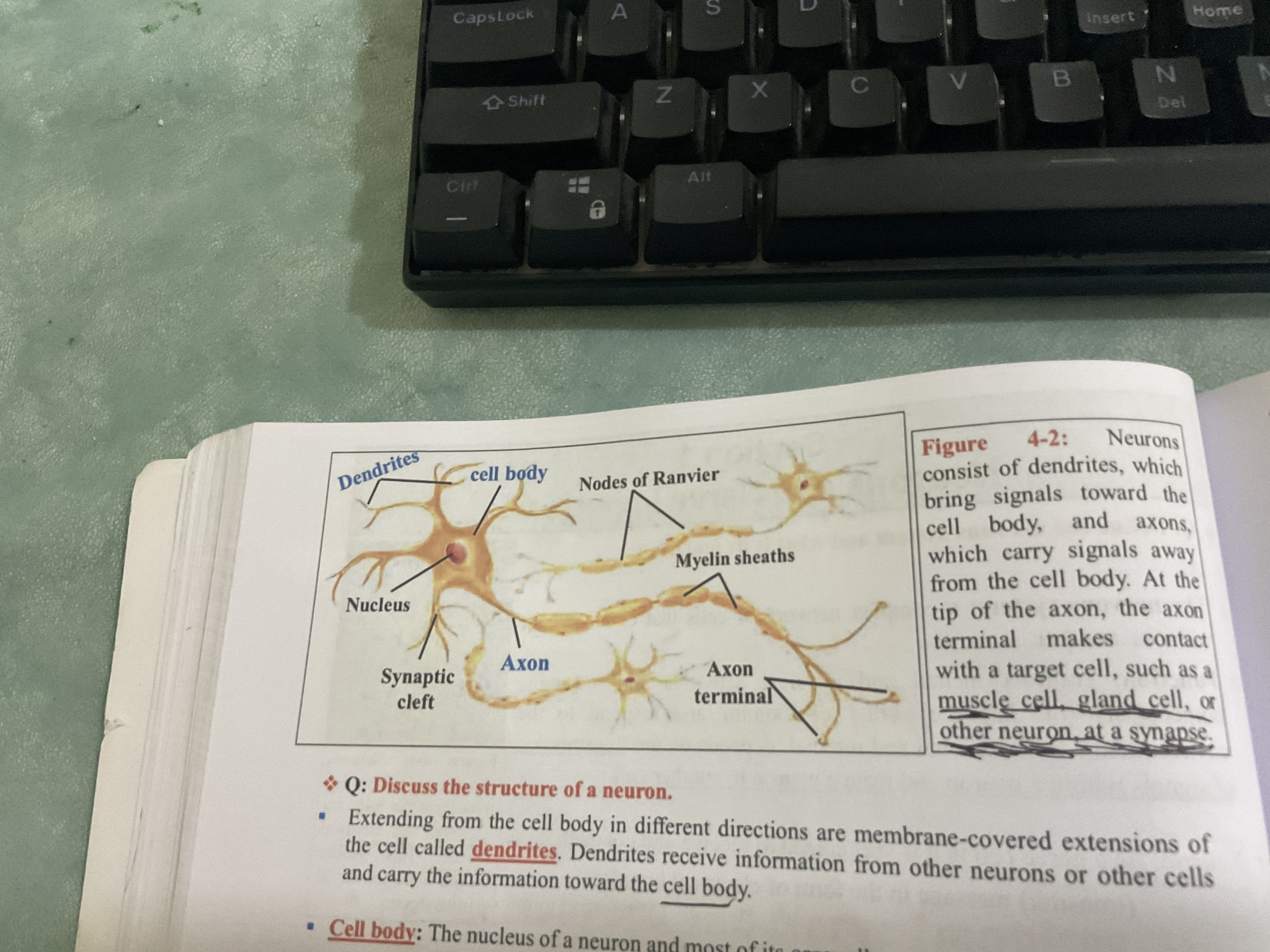 <p>Discus teh structure of a neuron </p><p>Extending from the cell body in diffrent directions are …..-….. …… of the cell called dendrites </p>