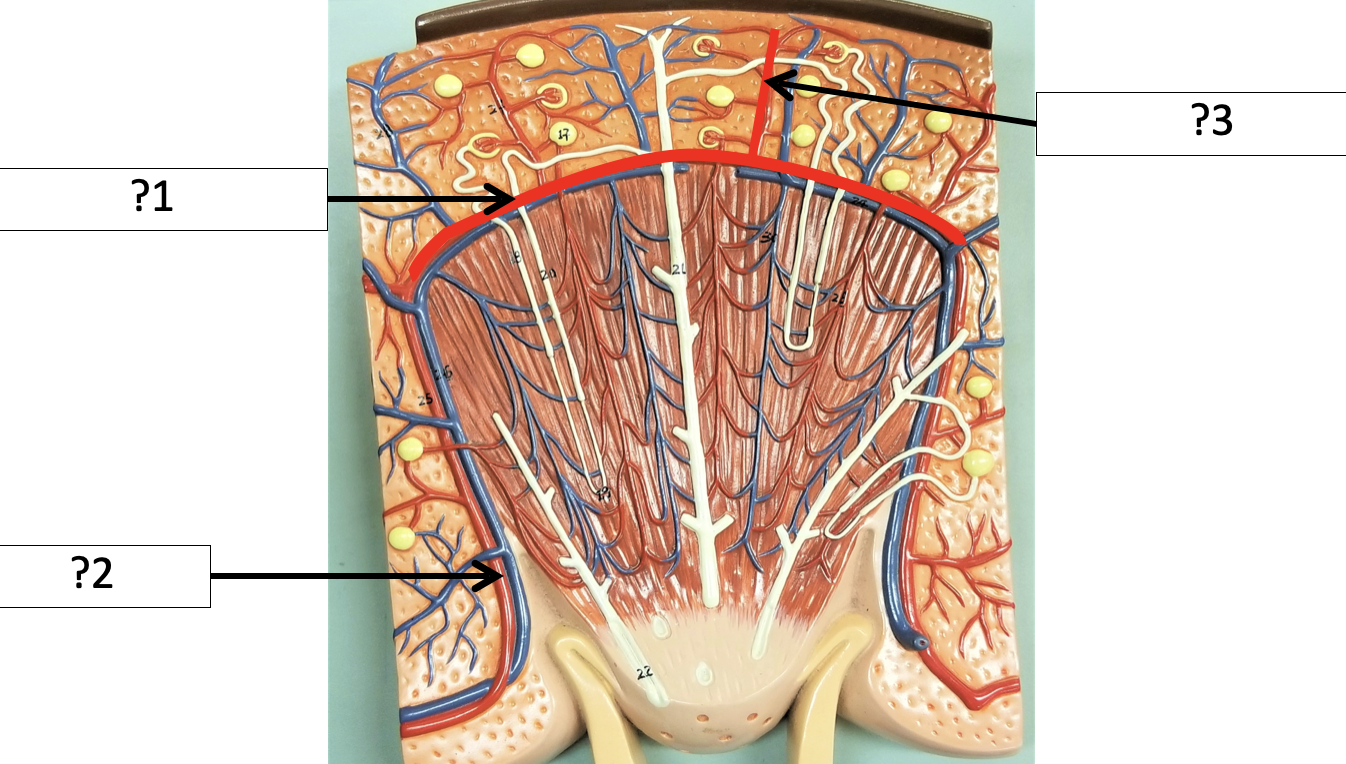 <p>3 Name the arteries?</p>
